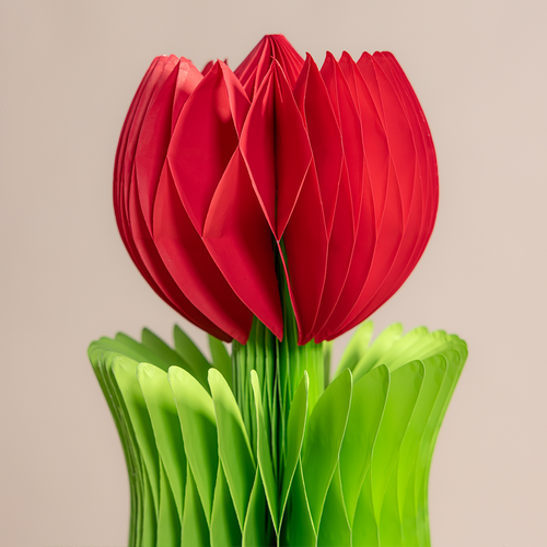 ALBA HONEYCOMB FLOWER POPPY